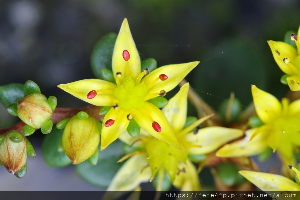 Sedum nokoense (能高佛甲草) (2).jpg