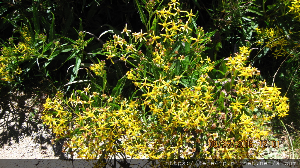 Senecio nemorensis (黃菀) (1).JPG