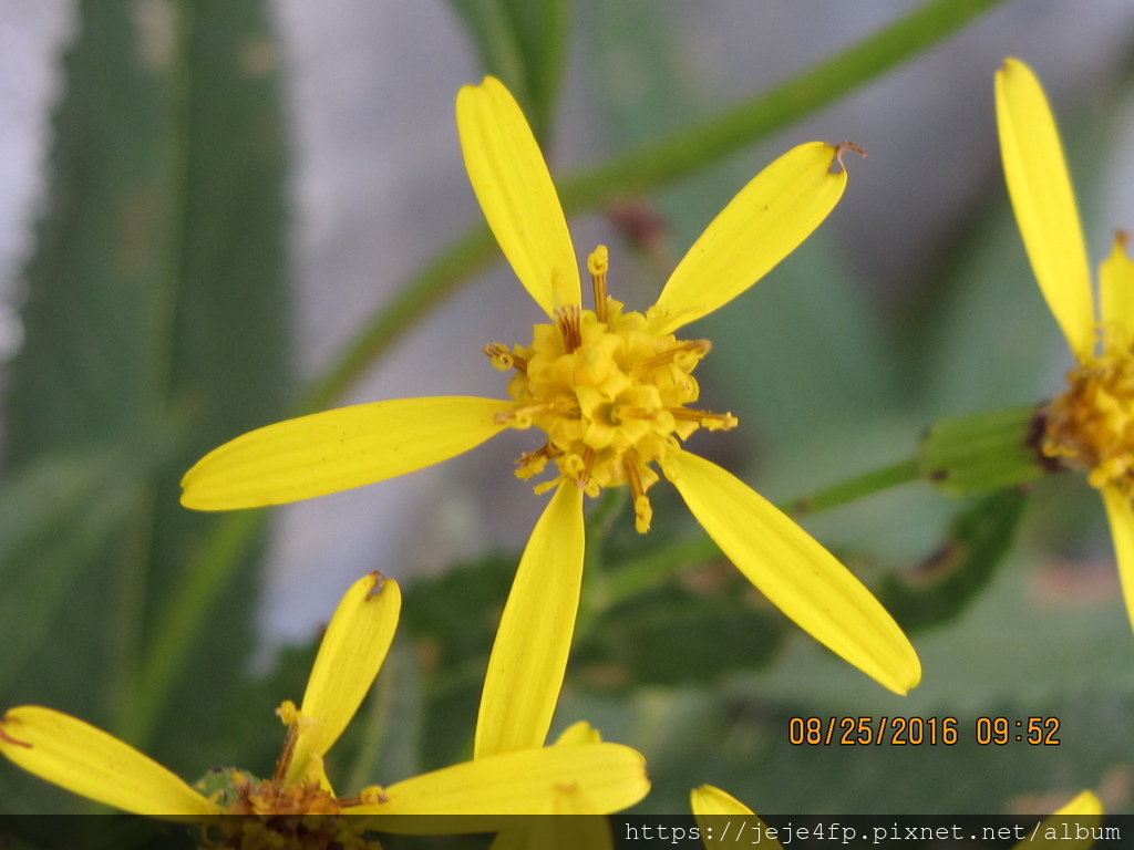 Senecio nemorensis (黃菀) (2).JPG