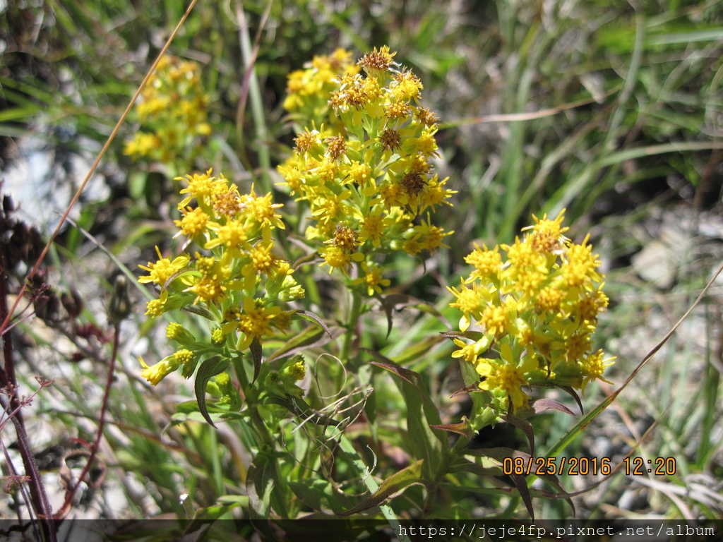 Solidago decurrens (一枝黃花) (1).JPG