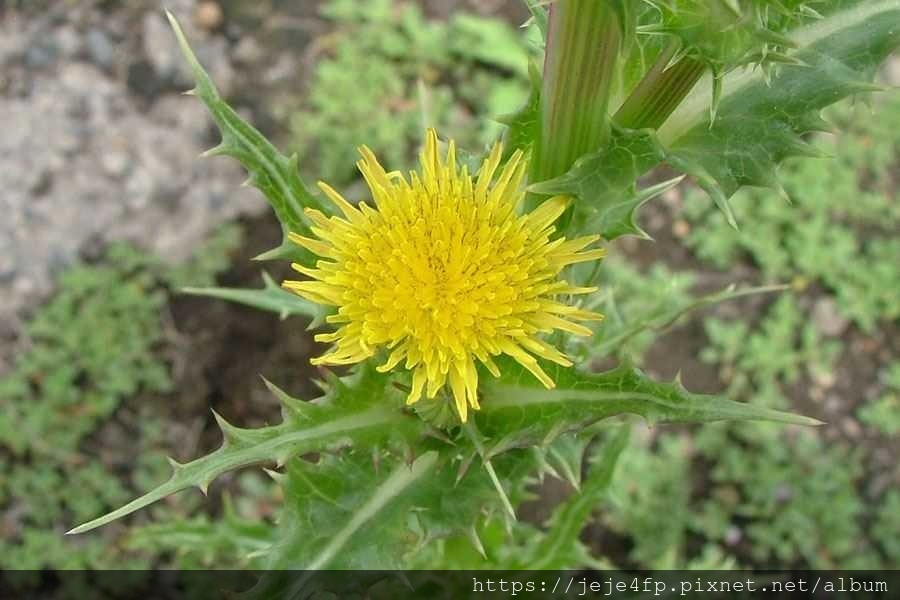 Sonchus asper (鬼苦苣菜) (2).jpg