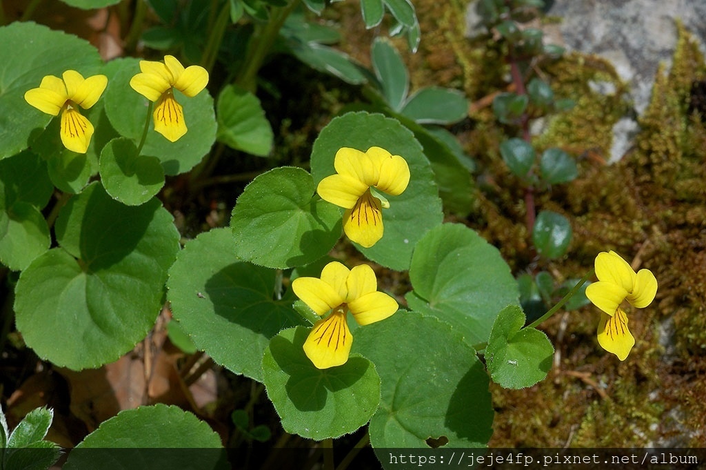 Viola biflora (雙黃花菫菜) (3).jpg