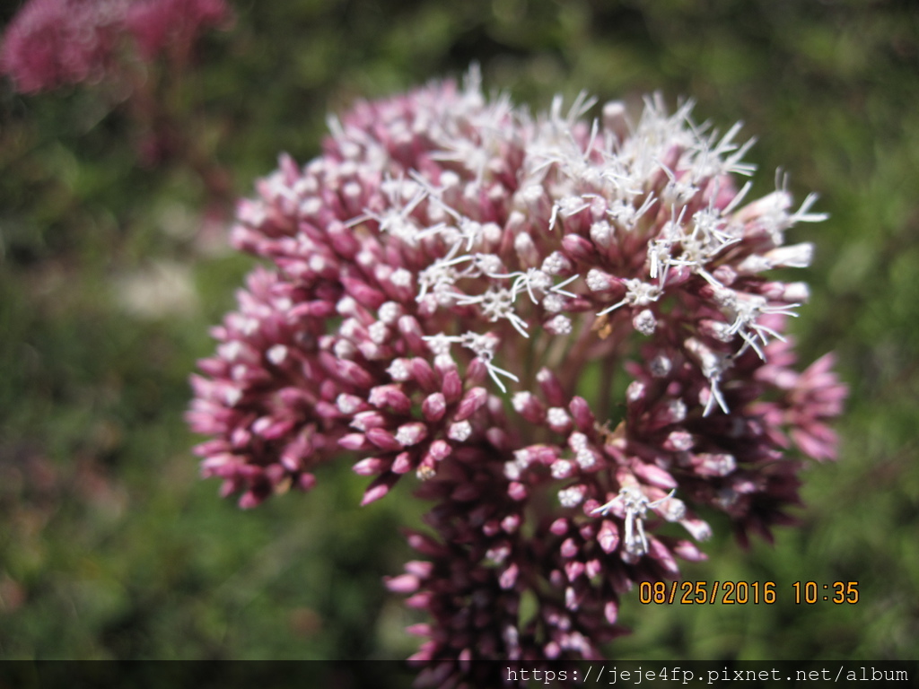 Eupatorium formosanum [台灣澤蘭](2).JPG