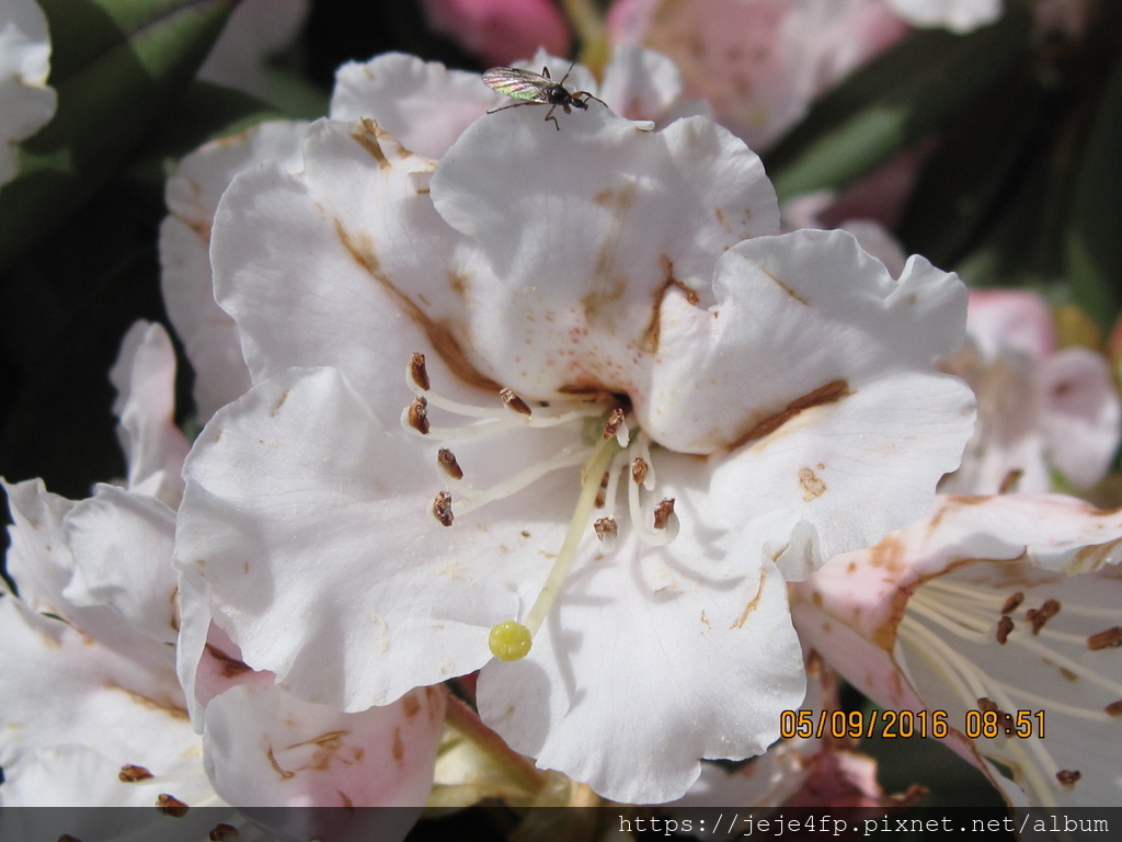 Rhododendron pseudochrysanthum [玉山杜鵑 ](4) 逐漸凋謝中的花.JPG