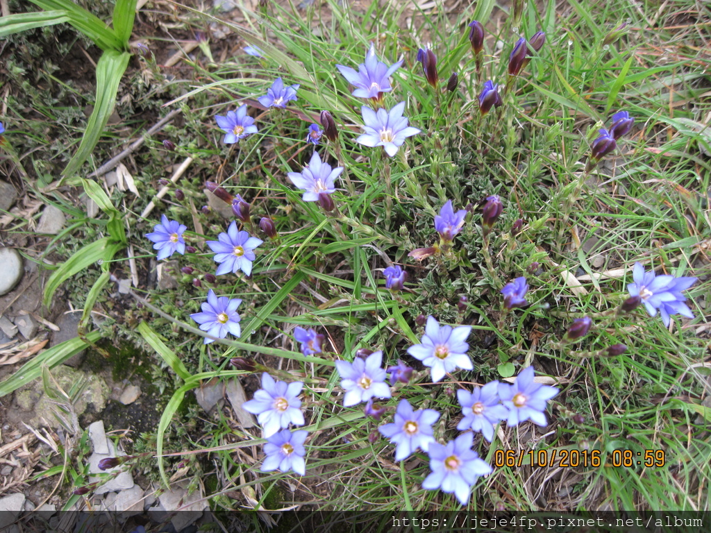 20160610 (26) 石門山步道 [阿里山龍膽 (Gentiana arisanensis)].JPG