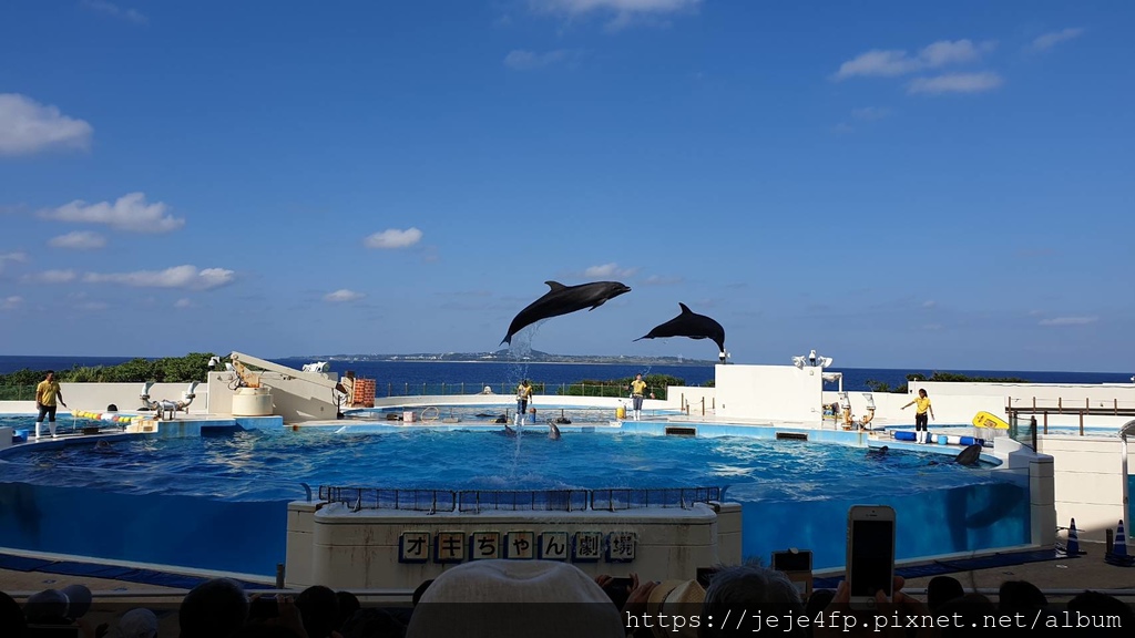 20191127 (205) 海豚劇場 [沖繩海洋博公園(Oki park)].jpg