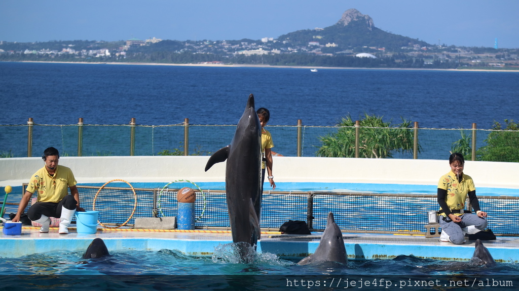 20191127 (275) 海豚劇場 [沖繩海洋博公園(Oki park)].jpg