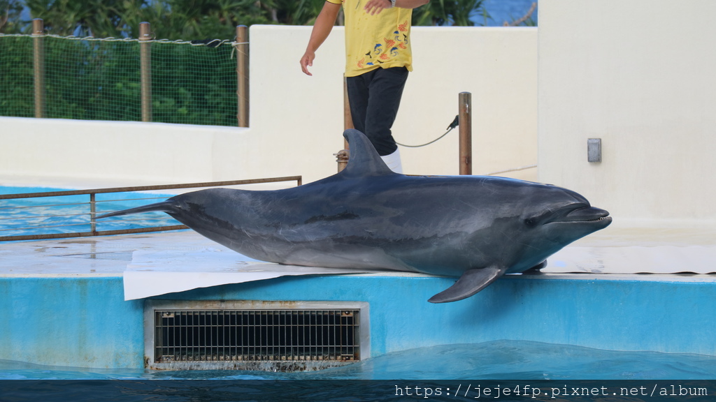 20191127 (245) 海豚劇場 [沖繩海洋博公園(Oki park)].jpg