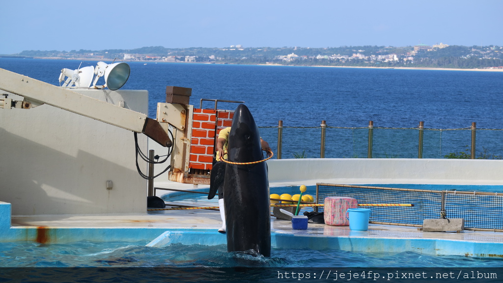 20191127 (285) 海豚劇場 [沖繩海洋博公園(Oki park)].jpg