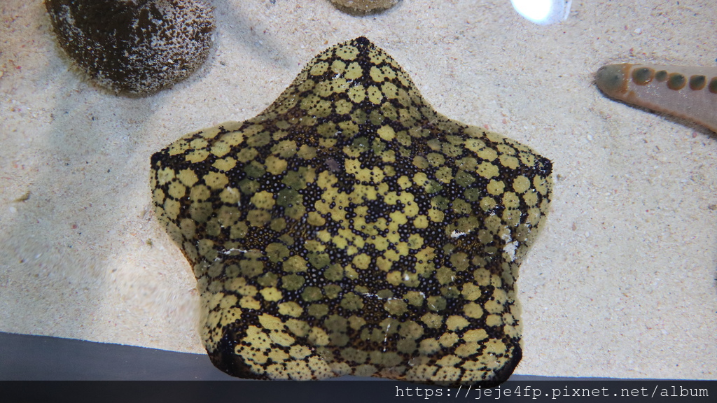 20191127 (320) 美麗海水族館 [沖繩海洋博公園(Oki park)].jpg