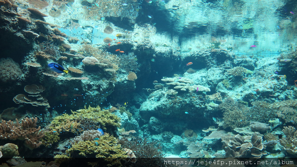 20191127 (385) 美麗海水族館 [沖繩海洋博公園(Oki park)].jpg