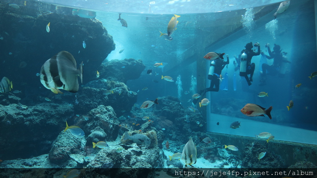 20191127 (505) 美麗海水族館 [沖繩海洋博公園(Oki park)].jpg