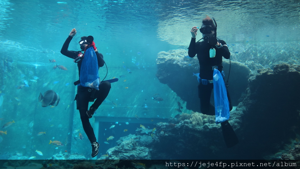 20191127 (475) 美麗海水族館 [沖繩海洋博公園(Oki park)].jpg