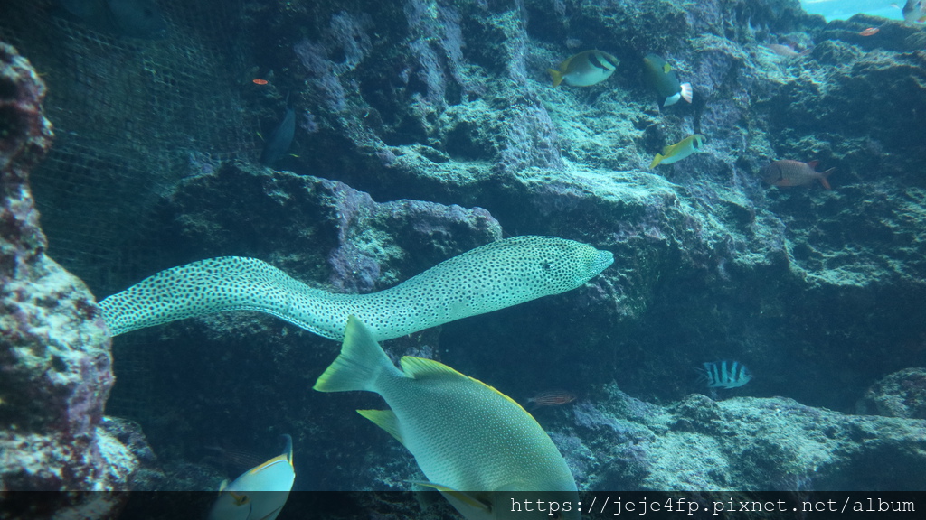 20191127 (545) 美麗海水族館 [沖繩海洋博公園(Oki park)].jpg