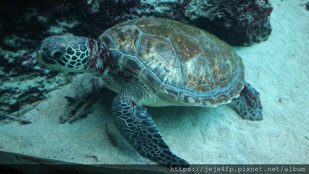 20191127 (535) 美麗海水族館 [沖繩海洋博公園(Oki park)].jpg