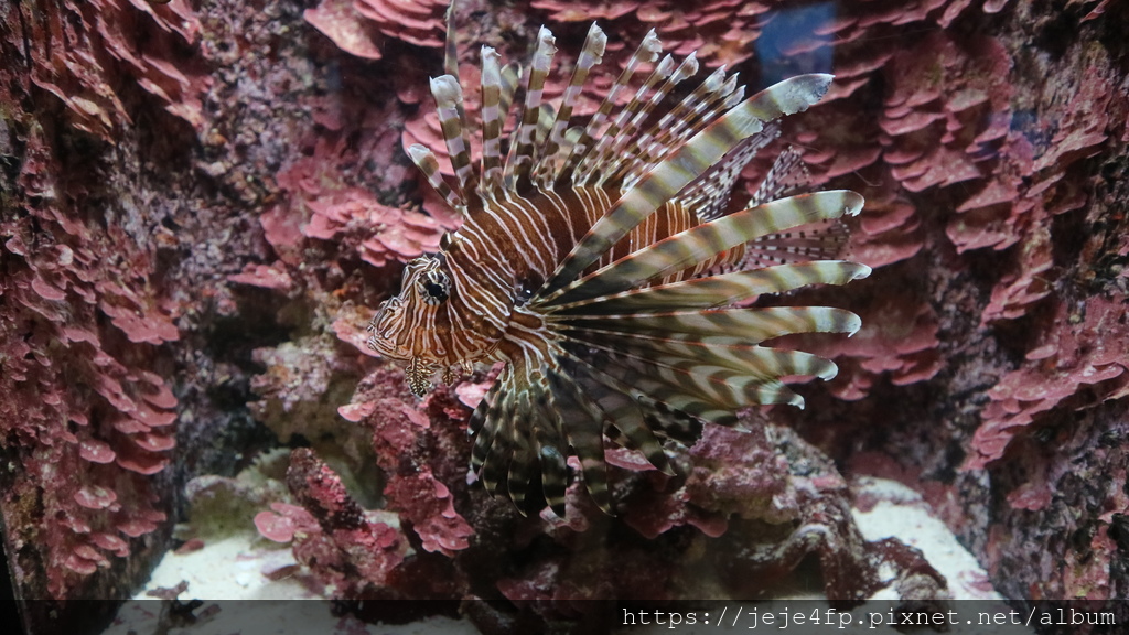 20191127 (555) 美麗海水族館 [沖繩海洋博公園(Oki park)].jpg