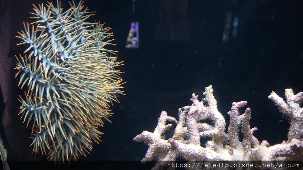 20191127 (565) 美麗海水族館 [沖繩海洋博公園(Oki park)].jpg