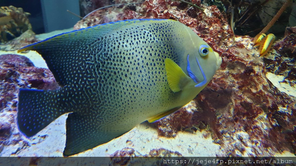 20191127 (600) 美麗海水族館 [沖繩海洋博公園(Oki park)].jpg