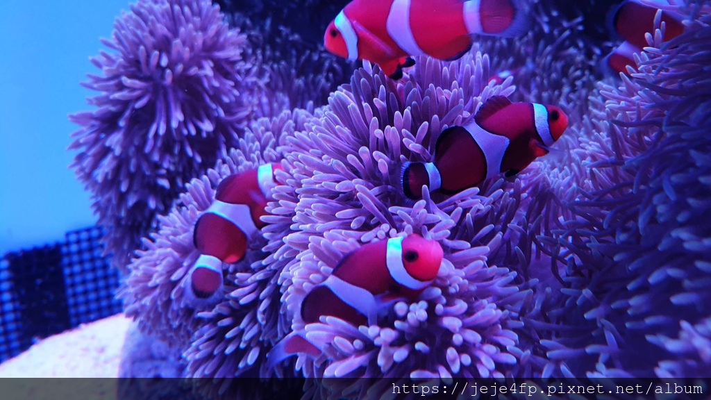 20191127 (605) 小丑魚(Amphiprion sp.)[沖繩海洋博公園(Oki park)].jpg