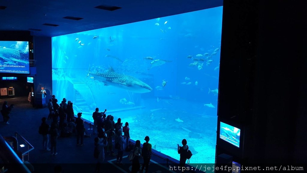 20191127 (825) 美麗海水族館 [沖繩海洋博公園(Oki park)].jpg