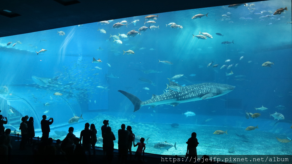 20191127 (835) 美麗海水族館 [沖繩海洋博公園(Oki park)].jpg