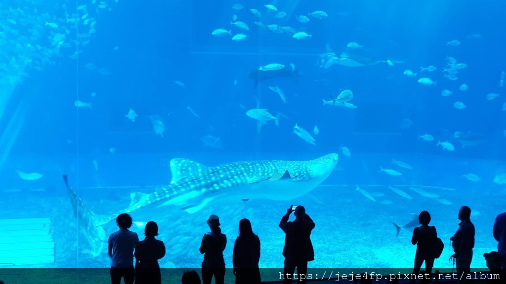 20191127 (850) 美麗海水族館 [沖繩海洋博公園(Oki park)].jpg