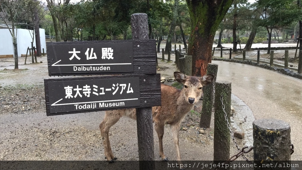 20160309 (6) 大阪 [東大寺].JPG