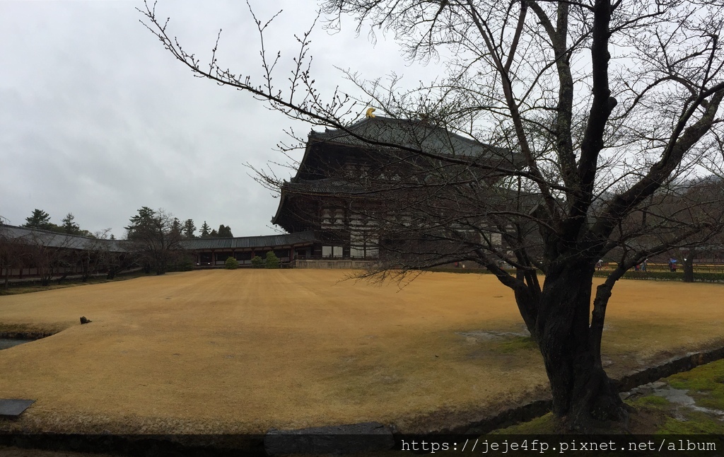 20160309 (20) 大阪 [東大寺].JPG