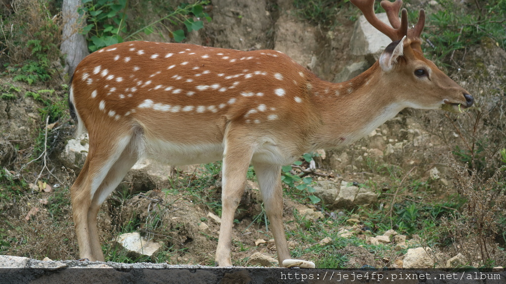 20200830 (760) 大坵島.JPG