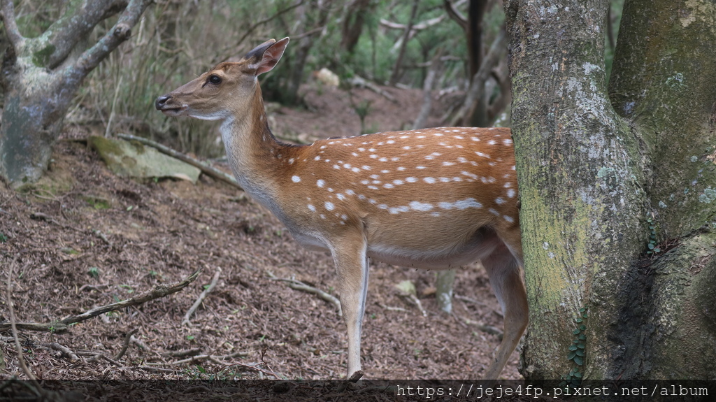 20200830 (740) 大坵島.JPG