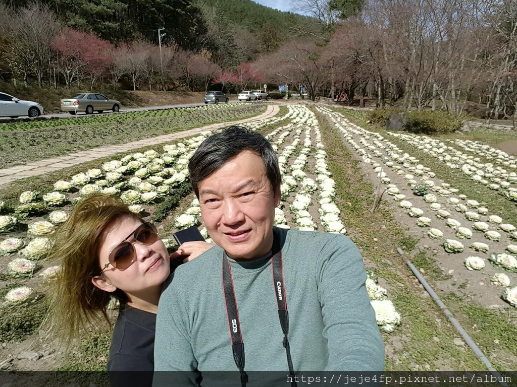 20170129 (96) 武陵農場入口花園 [葉牡丹(Brassica oleracea var. acephala)].jpg