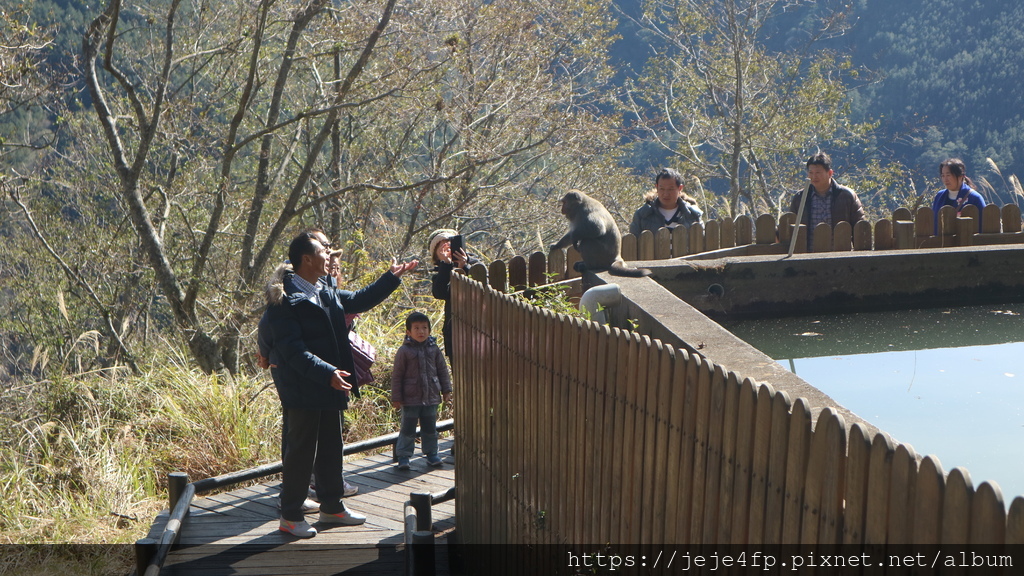 20170129 (181) 武陵農場 [雪山登山口服務站的蓄水池%26;台灣獼猴].JPG