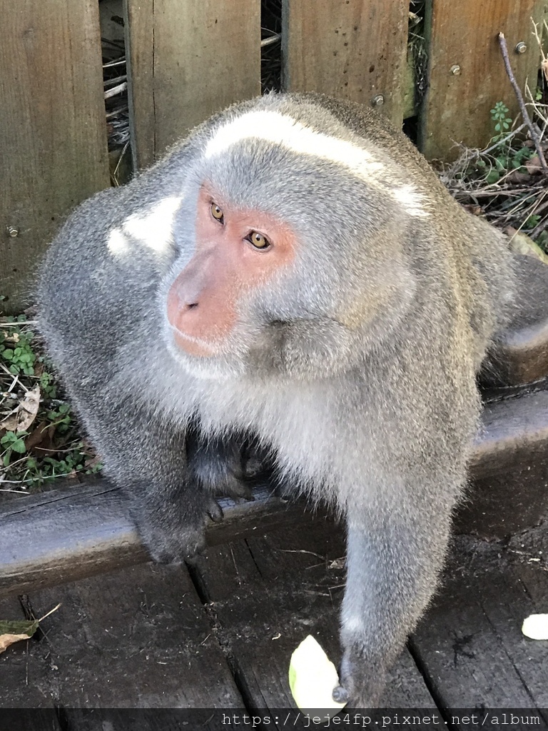 20170129 (182) 台灣獼猴 (Macaca cyclopis).jpg