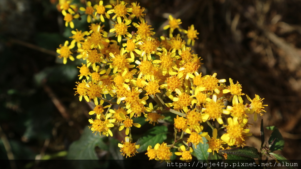 20170129 (207) 武陵農場雪山登山口附近 [一枝黃花 (Solidago virgaurea)].JPG