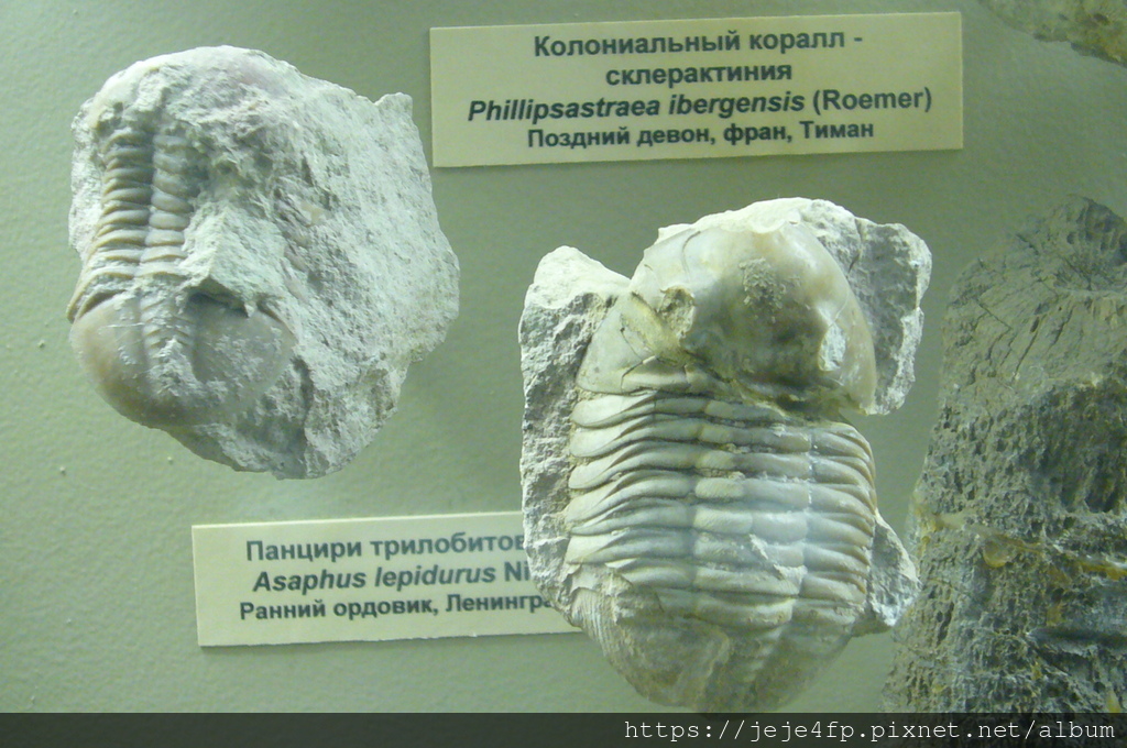 [163]: 俄羅斯(13): 莫斯科古生物博物館