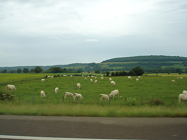 一大片草原和三五成群的牛羊，這是法國鄉間很普遍的景色，但我們超愛的！