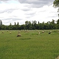 瑪莉離宮旁的草原有好多的羊兒