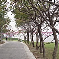 樹廊步道.JPG