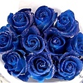 藍色玫瑰花