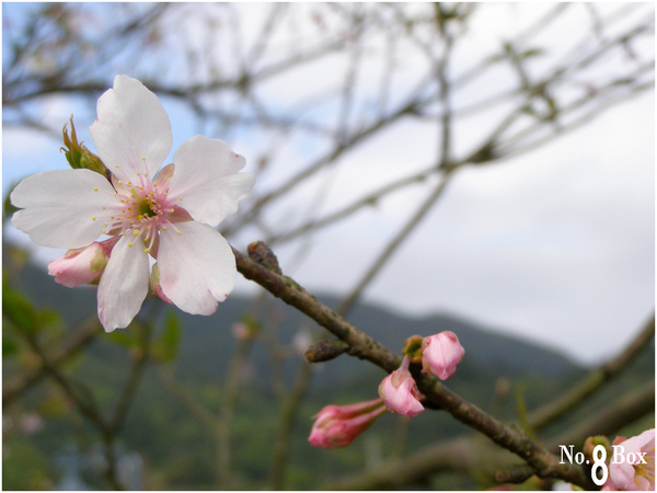 山櫻花5