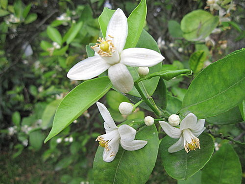 葡萄柚花 Jemi的部落格 痞客邦