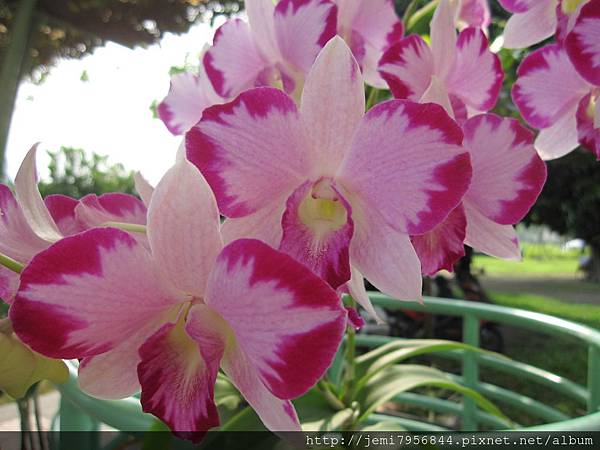 Dendrobium  Ekapol “ Mutation ”