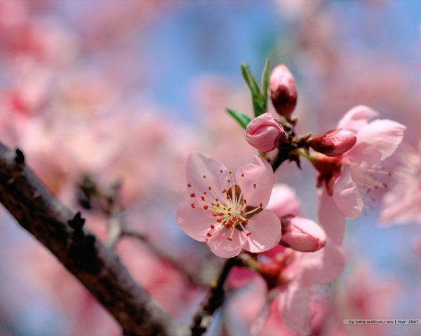 [wall001_com]_spring_flower_1280x1024_162816.jpg