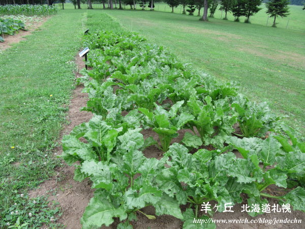 羊之丘-定山溪-小樽canon 084