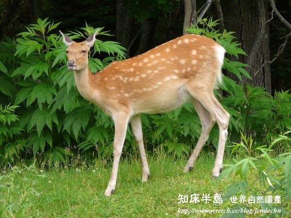 清里町-知床五湖-羅臼-野付半島-根室pana 073