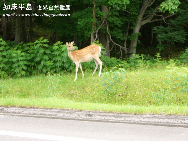 清里町-知床五湖-羅臼-野付半島-根室pana 074