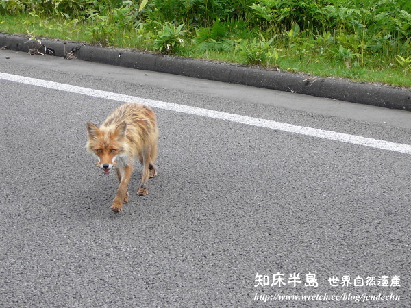 清里町-知床五湖-羅臼-野付半島-根室pana 087