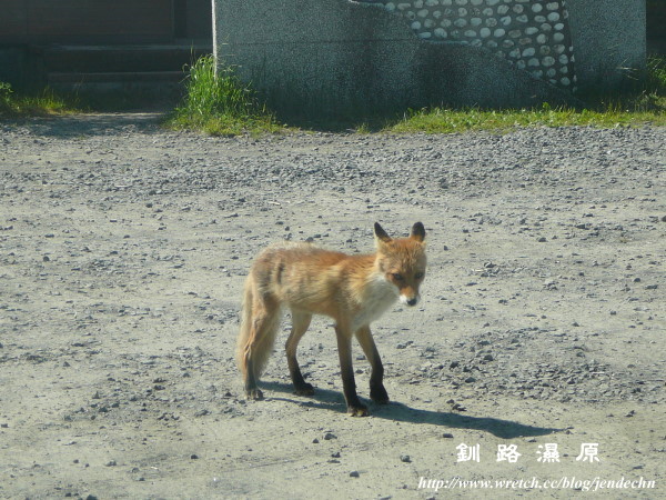 和商市場-釧路濕原-摩周湖-屈斜路湖pana 073