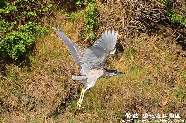 鰲鼓溼地2D7 069