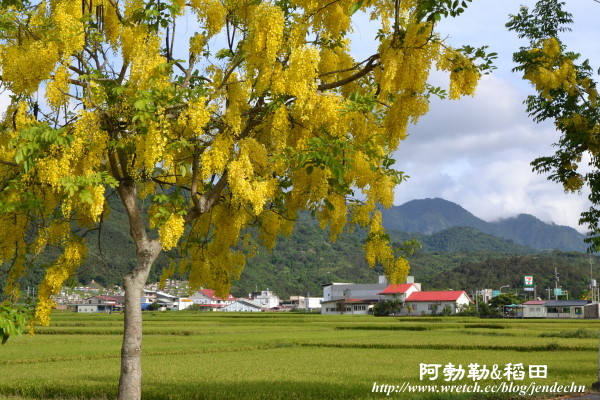 193縣道阿勃勒-稻田nikon 063